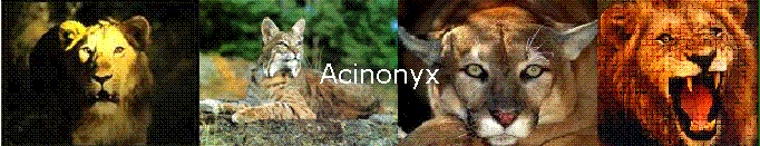 Acinonyx