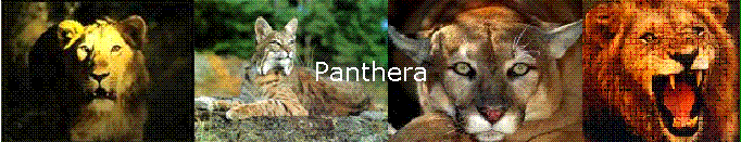 Panthera